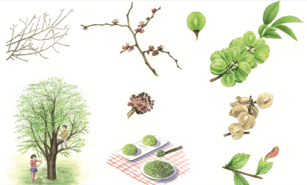 榆树的自荐信我们爱科学