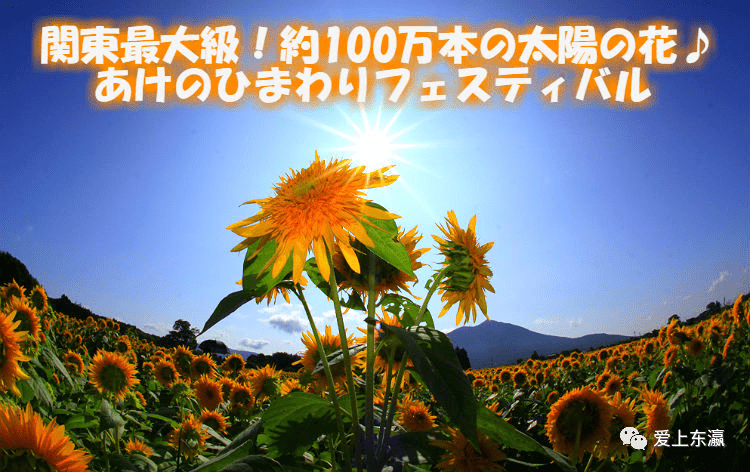 百万本の八重向日葵 奥特莱斯购 特价团 烤肉100分钟放题 世界一大佛 出发 牛久大 时间