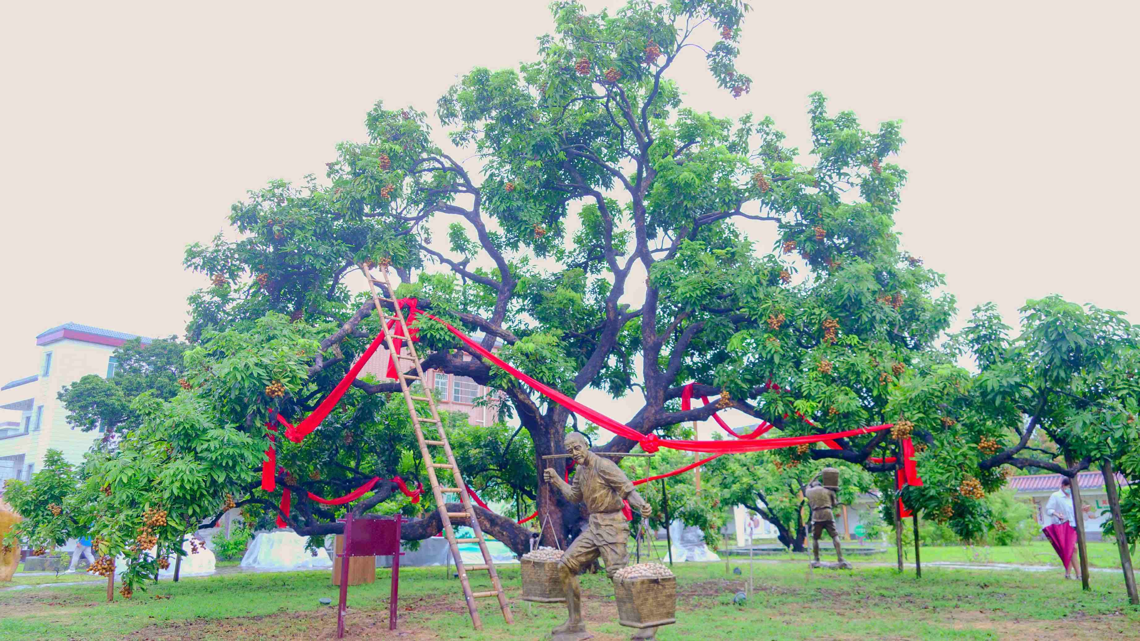 农业品牌助力公益事业茂名高州储良龙眼母树采摘权拍出