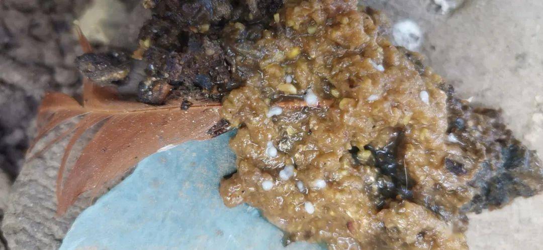 拨开粪便查看,如果发现如图中所示:像芝麻粒到大米粒大小的白色虫卵