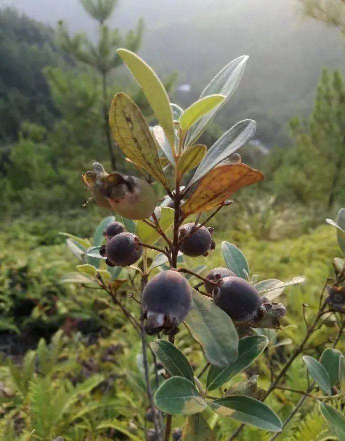 很多人的童年记忆离不开山捻子