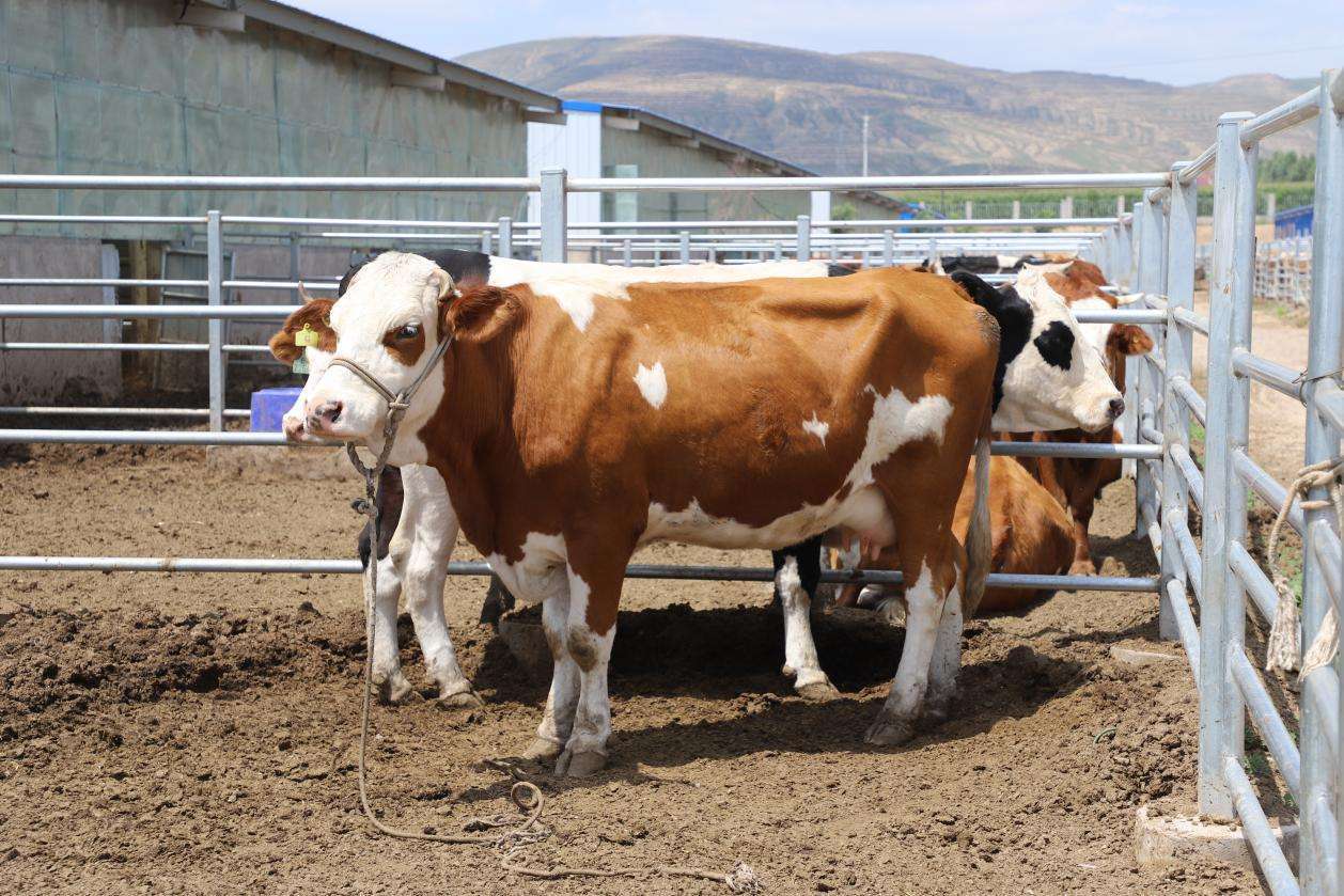 宁夏海原:"牛经济"迈向高端化_养殖_肉牛_良种