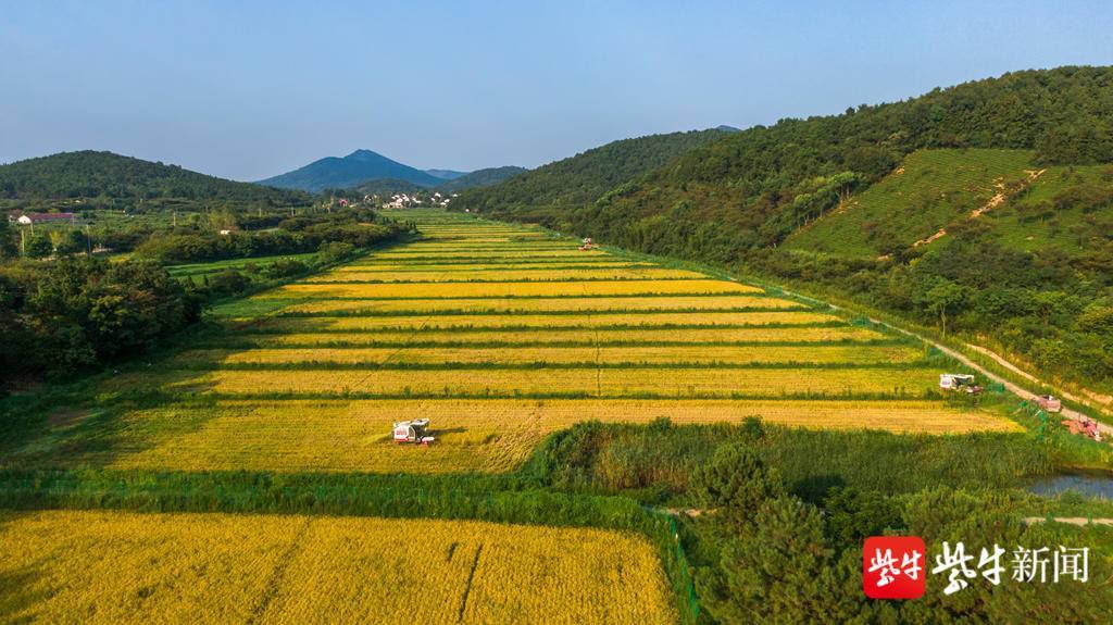 稻黄谷熟好丰景0202山村早稻收割忙
