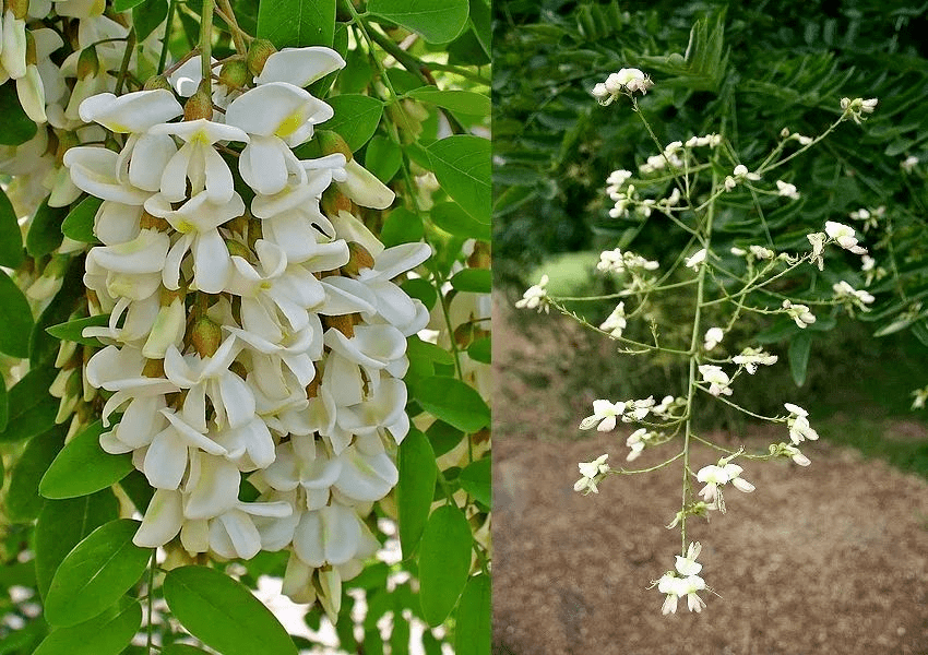 北方槐树今夏为什么玩了命地开花?花有毒,千万别吃!_国槐_刺槐_槐花