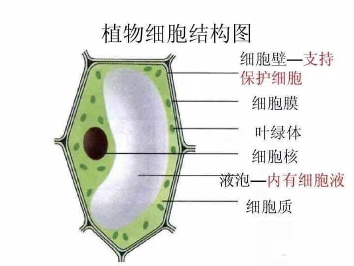 有核酸的细胞器