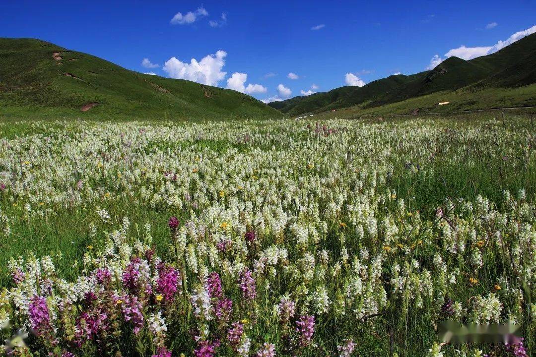 旅游我推荐草原游我选泽库