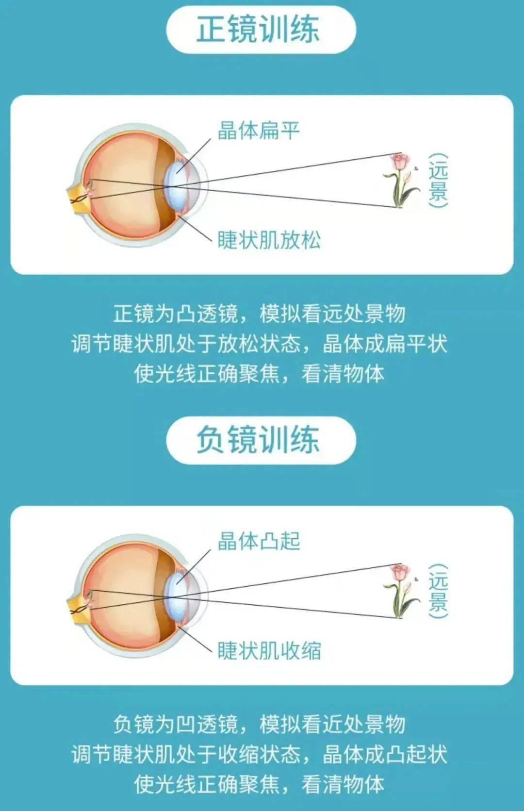 曝力拆解:反轉拍預防近視的作用機制_調節_晶狀體_訓練