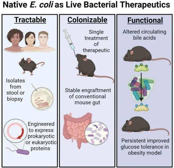 自己的粪便自己用,《细胞》发现自体粪便菌移植具治病潜力!