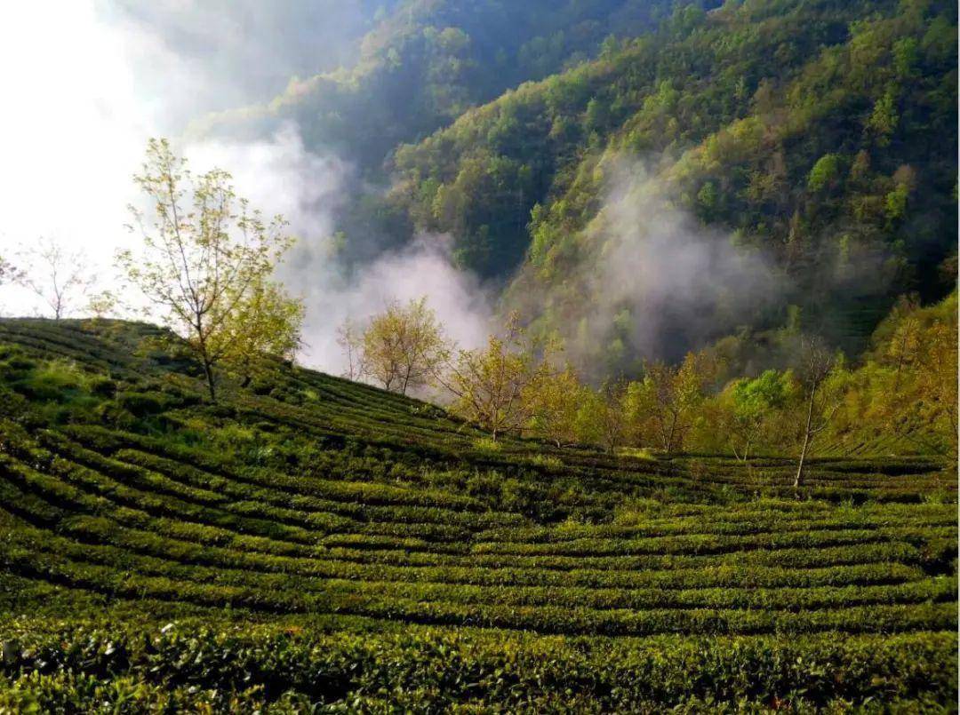 茶旅融合绘就阳坝万亩六无茶园发展的新底色