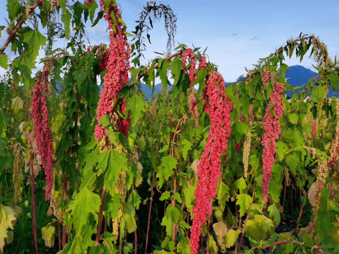 武功山下藜麦红 百亩藜麦迎来丰收季_台湾_种植_膳食
