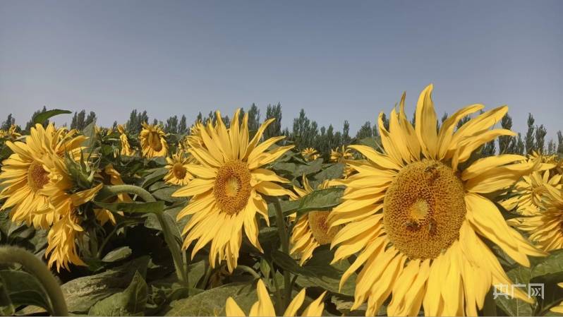新疆焉耆：千亩油葵花似海 万多金黄向阳开