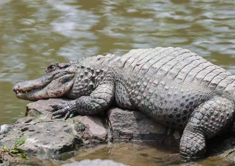 揚子鱷_上海動物園_鱷魚