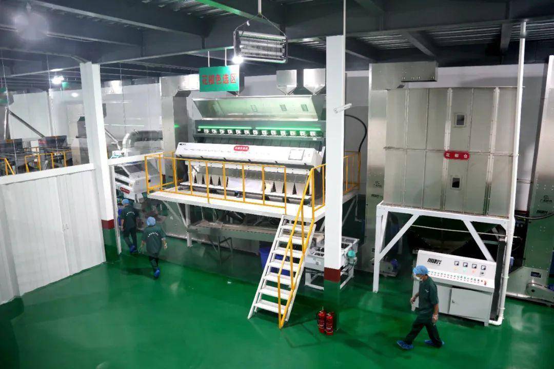 武都花椒大市场暨花椒无尘精加工车间正式开业张立平出席开业仪式