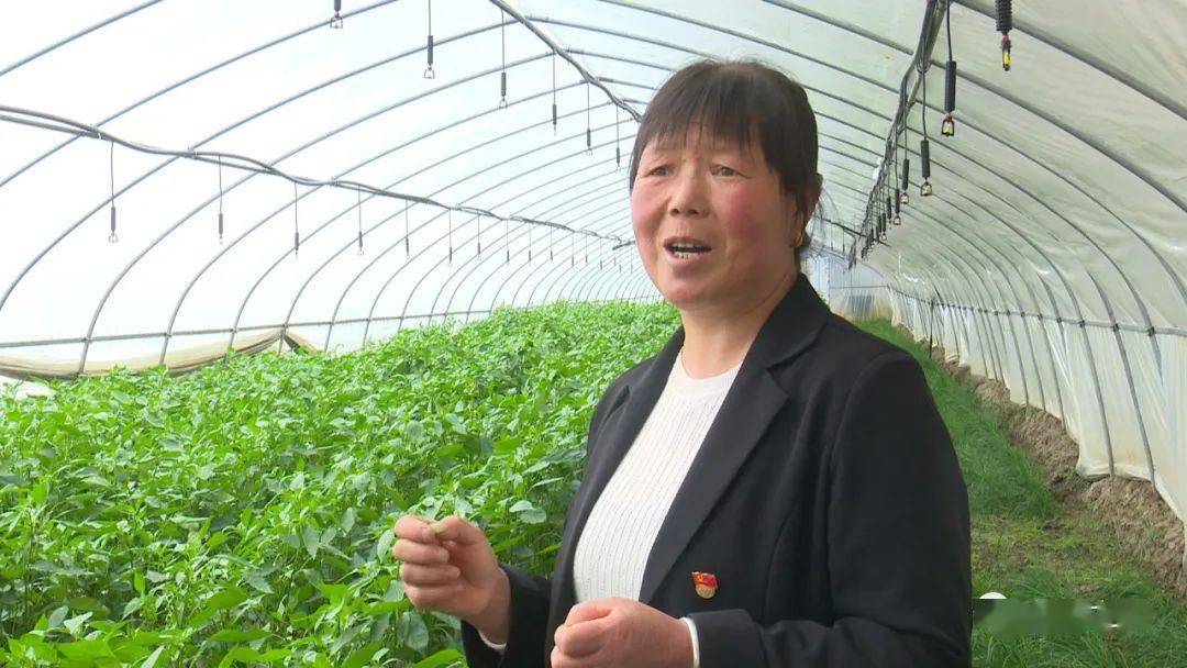 岷县蒲麻镇:"有机"当头 推动乡村振兴绿色发展_种植_肖想平_郝明菊