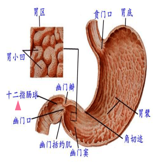 十二指肠球部解剖图片