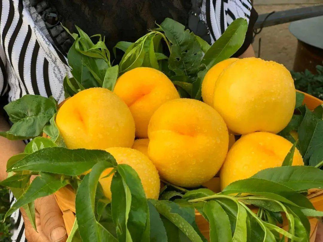 山东黄金油桃丨3280元享3斤装黄金油桃自然生长现摘现发