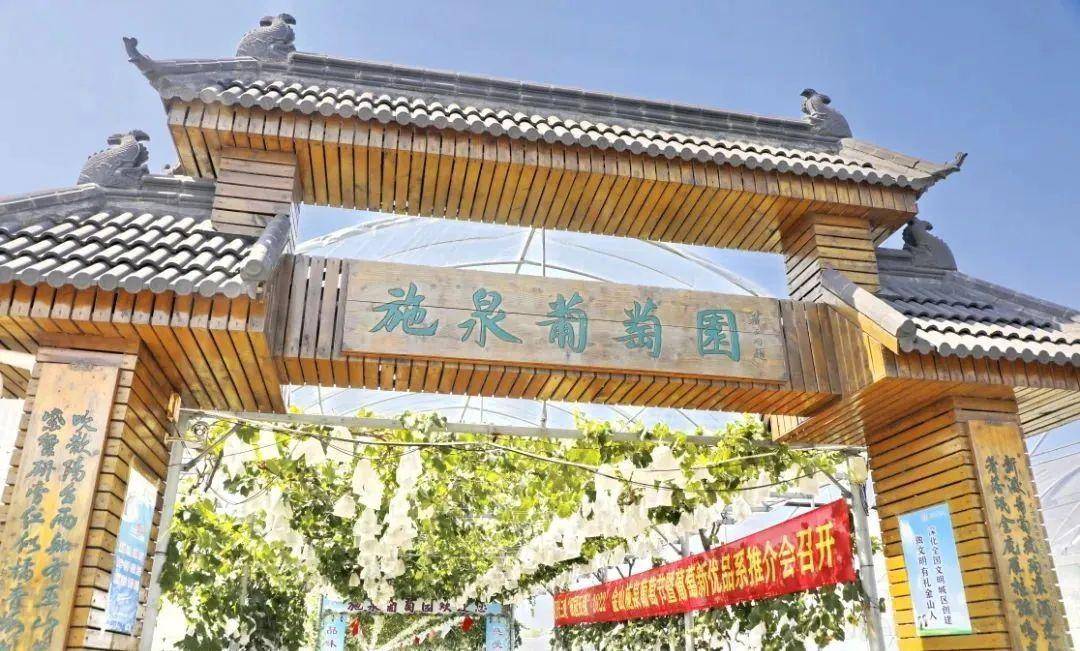 的"申"字头本地葡萄也一一亮相葡萄节将持续到10月下旬在施泉葡萄园的