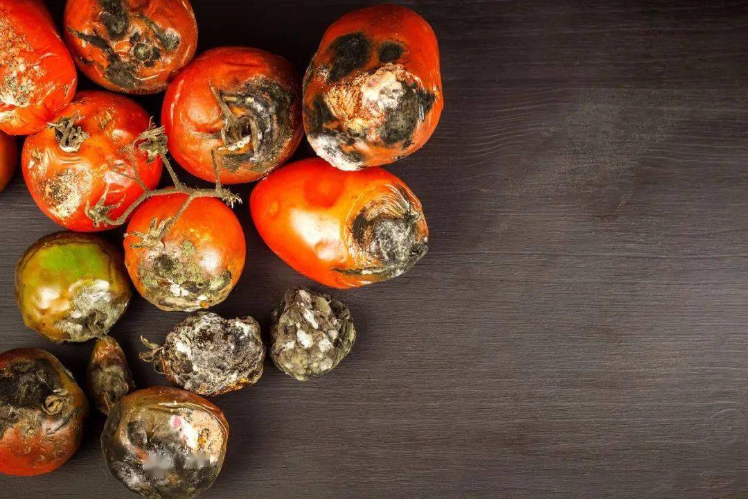 这种黑斑主要是由交链孢菌引起的,而它产生的毒素叫交链孢毒素,这种