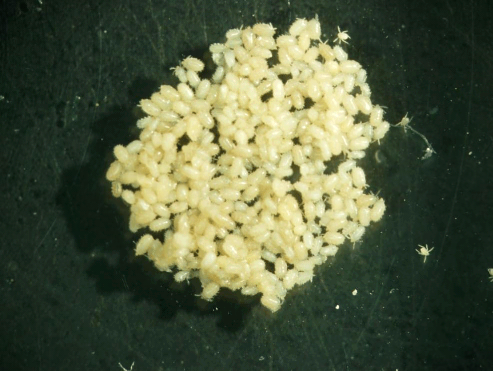 夏季恙虫病高发小小恙螨不容忽视