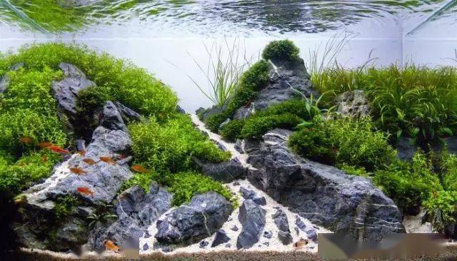 匈牙利2016水草造景大赛灯鱼作品集!_照明设备_缸体_尺寸