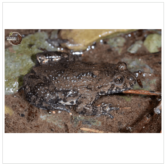 老北京青蛙指南_水坑_生活_自然界