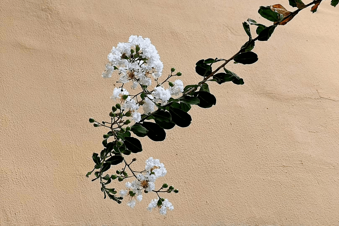 一天一首古詩詞 | 唐詩,白居易《紫薇花》_人生_當值_鐘鼓樓