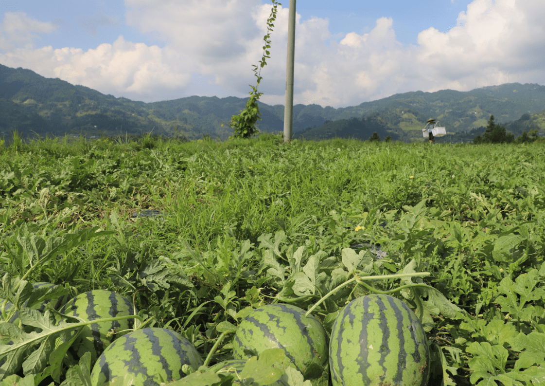 瓜田西瓜图片