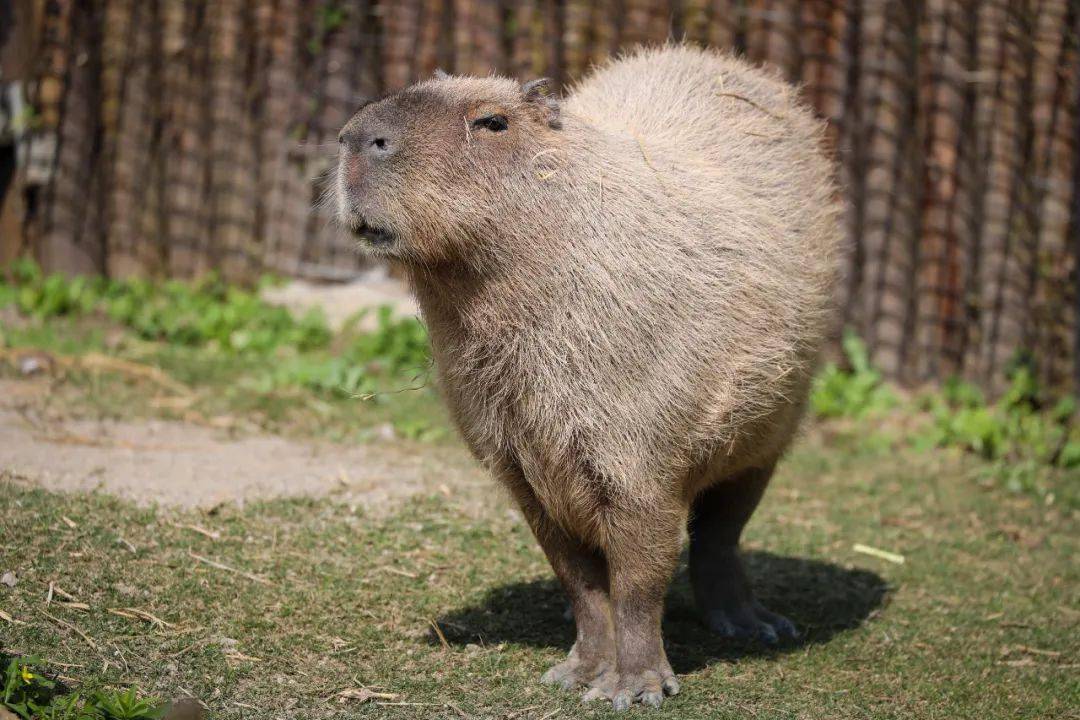 没有尾巴的"大老鼠",你见过吗?