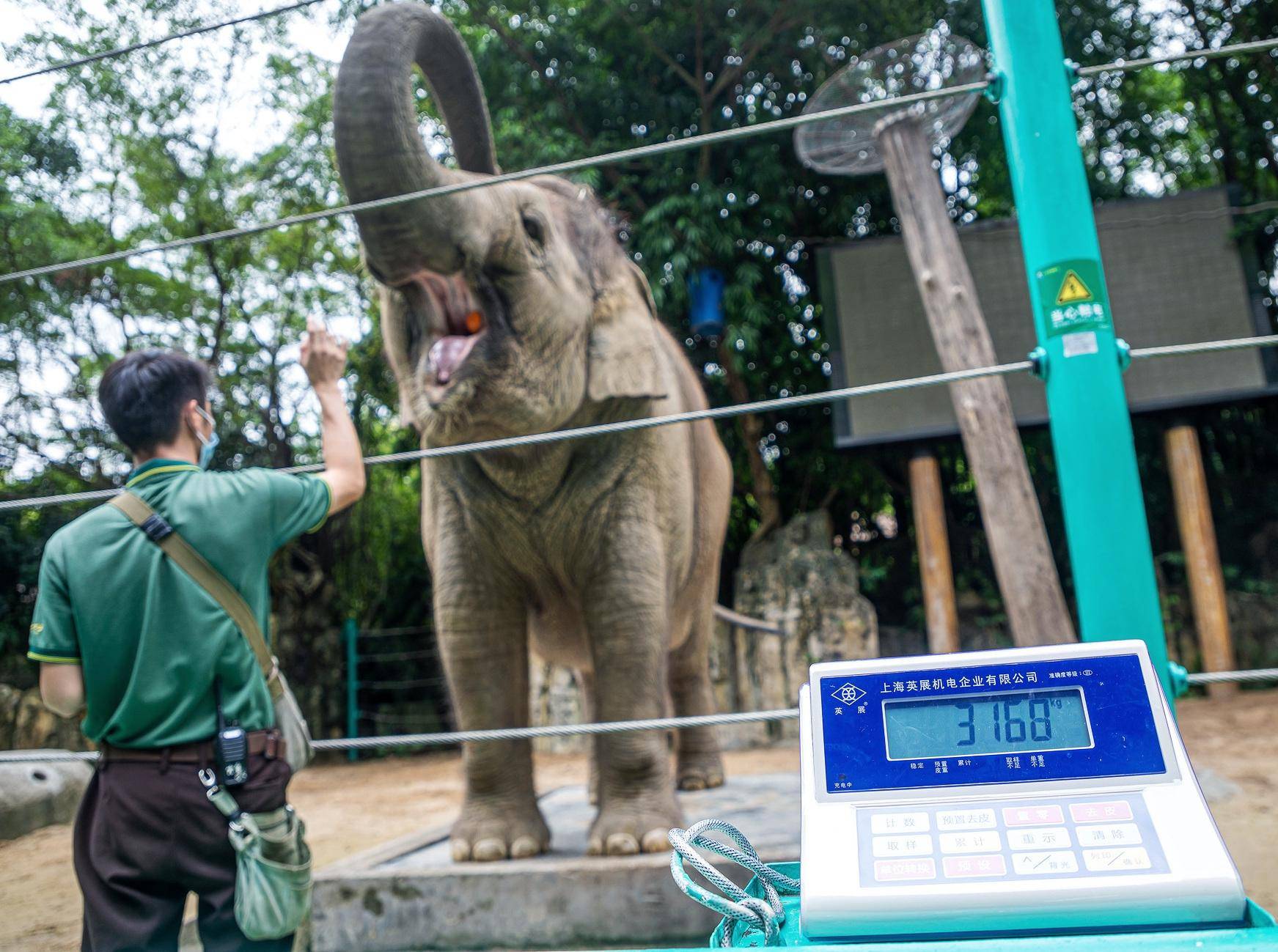 大象称重,十数位小朋友和家长一起站上称重台一侧,才是成年亚洲象体重