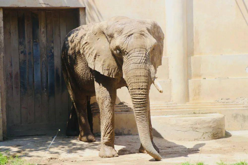 北京动物园的非洲象.