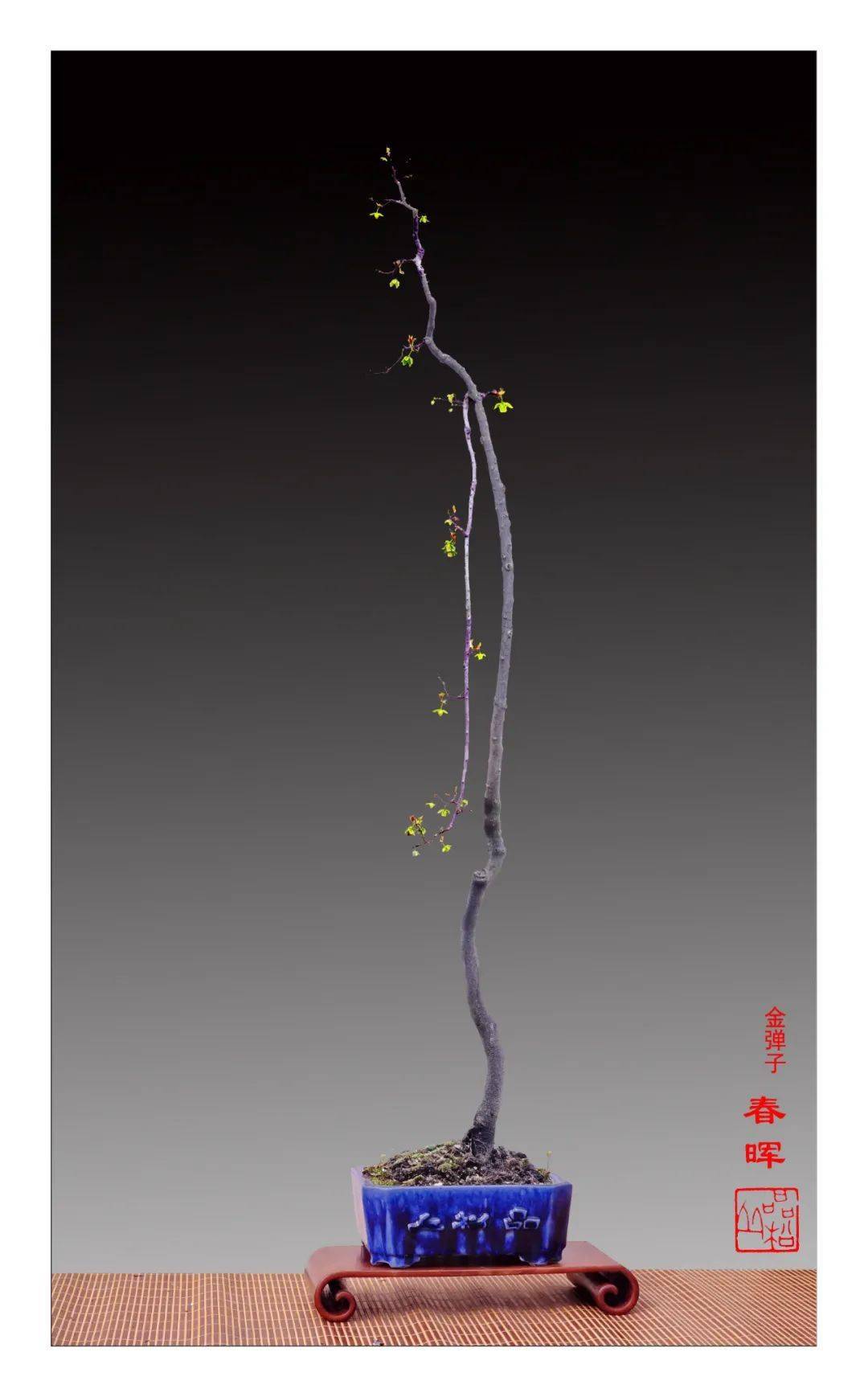 韩学年大师最新观花观果作品大赏_盆景_水横枝_杜鹃