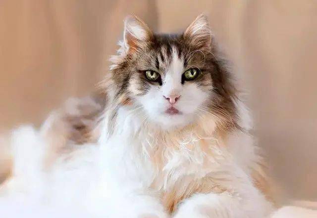 cheyenne是只傲娇的异瞳色缅因猫.