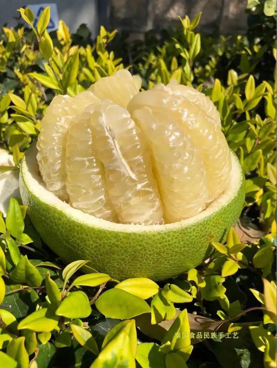 景洪市_柚子_企业