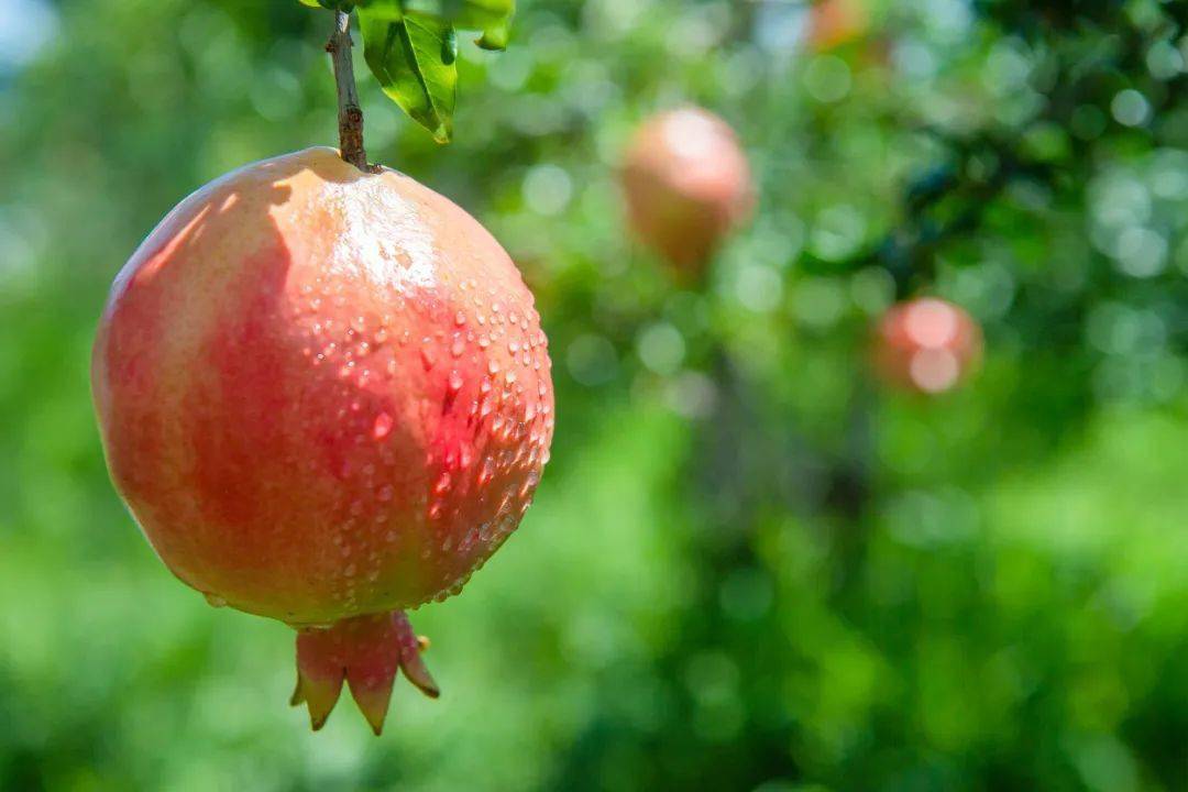 果大皮薄,味甜多汁!攀枝花大田石榴已正式开园上市_摄影_王东_收购点