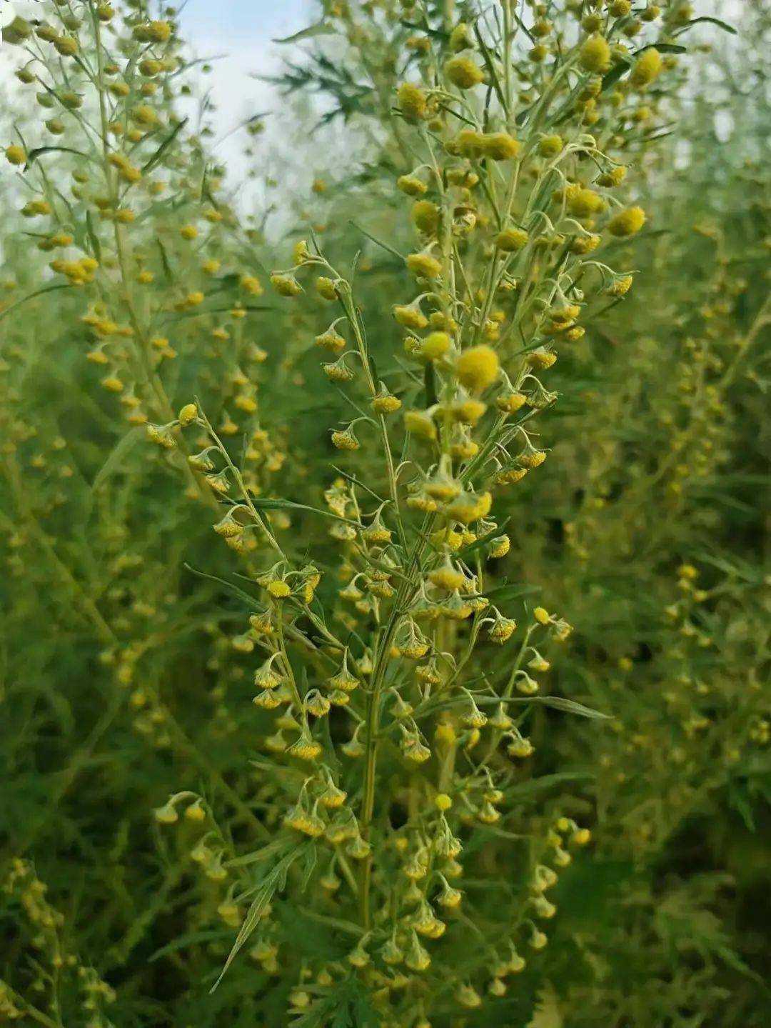 在北方地区,易致花粉过敏的秋季杂草豚草(左上),葎草(左下),大籽 (