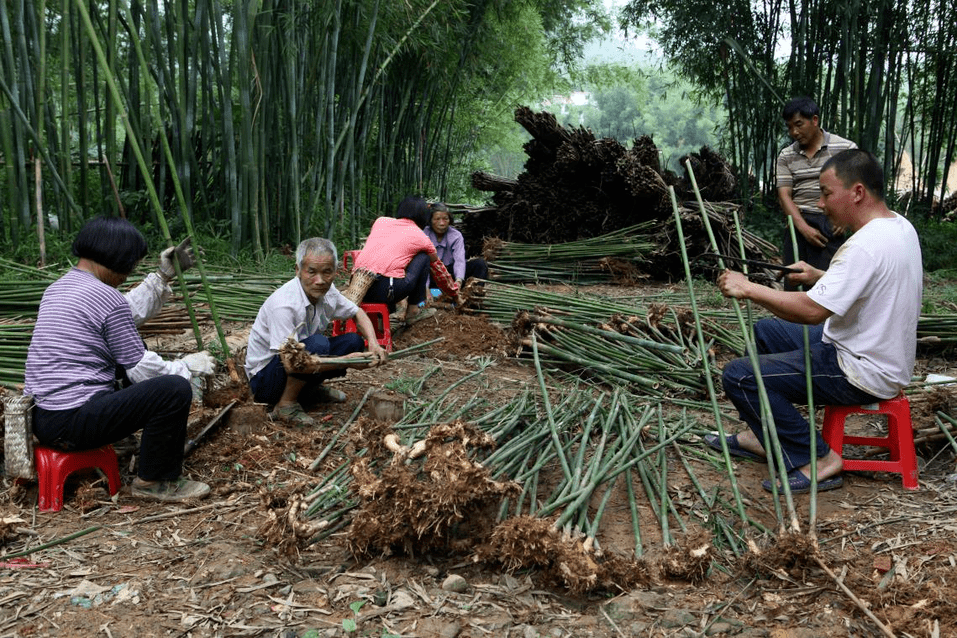 冲出国门!肇庆这“宝贝”亮相非洲公园!_广宁_中国政府_竹子