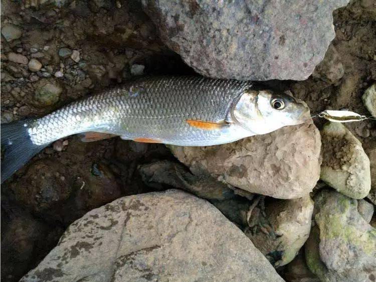 漂亮矫健的"华子鱼"一斤左右的就是大鱼了