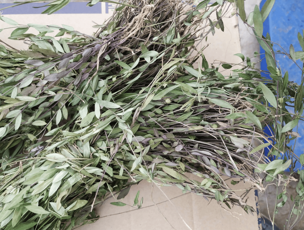 1种"辰砂草"不起眼,在农村农地里有不少,挖几棵种植,变值钱_植物_龙葵