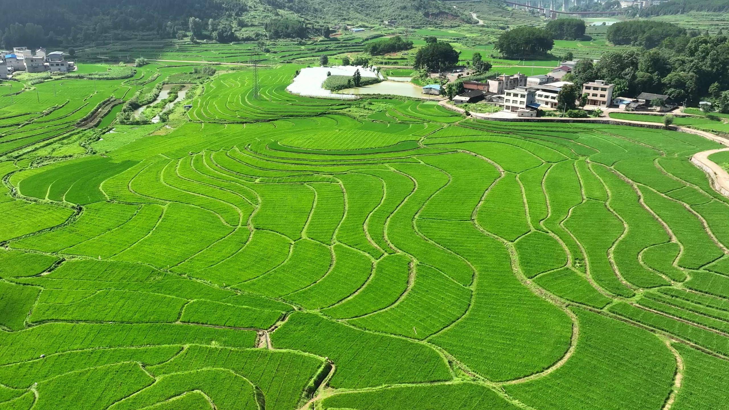岑巩县水尾镇大树林杂稻制种基地