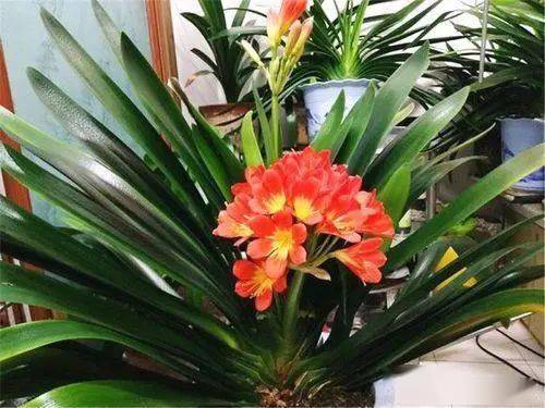 立秋后当心 秋老虎 家里养花2件事别急着做 不然黄叶又烂根 君子兰 植株 花友 立秋后当心 秋老虎 家里养花2件事别急着做 不然黄叶又烂根 君子兰 植株 花友