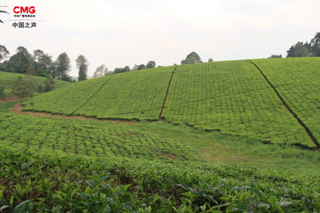 总台记者看世界丨全球第三大产茶国，肯尼亚红茶的口味有多独特？