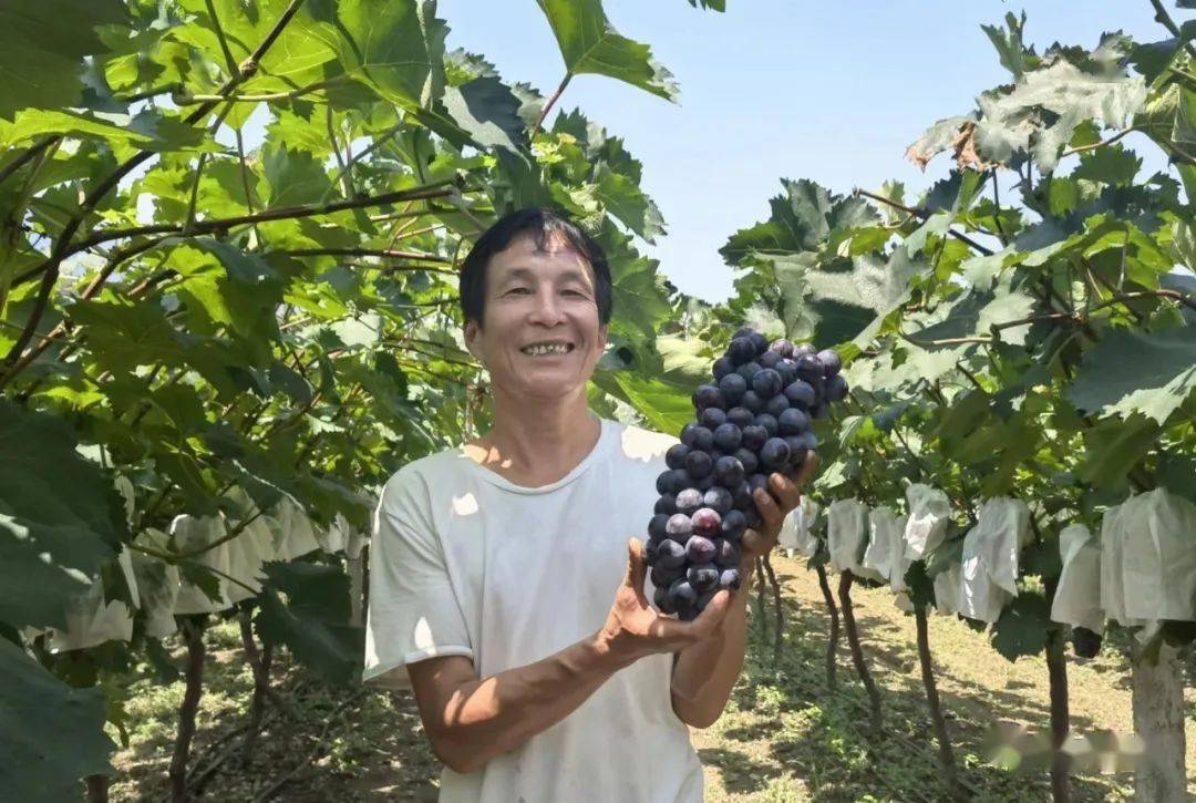 鄠邑区举行2022年"户县葡萄"品牌宣传推介活动启动仪式_发展_产业