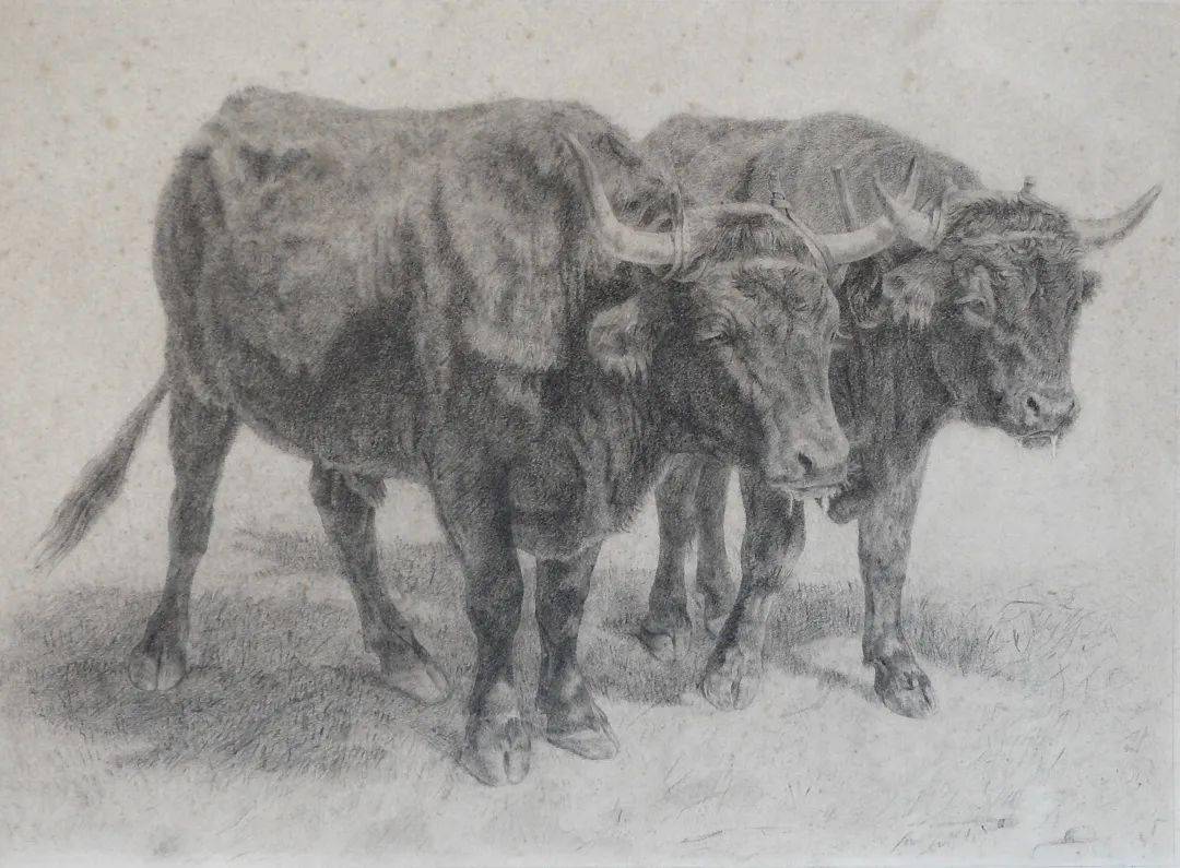 分享丨大师素描动物篇_lions_欧仁·_ne