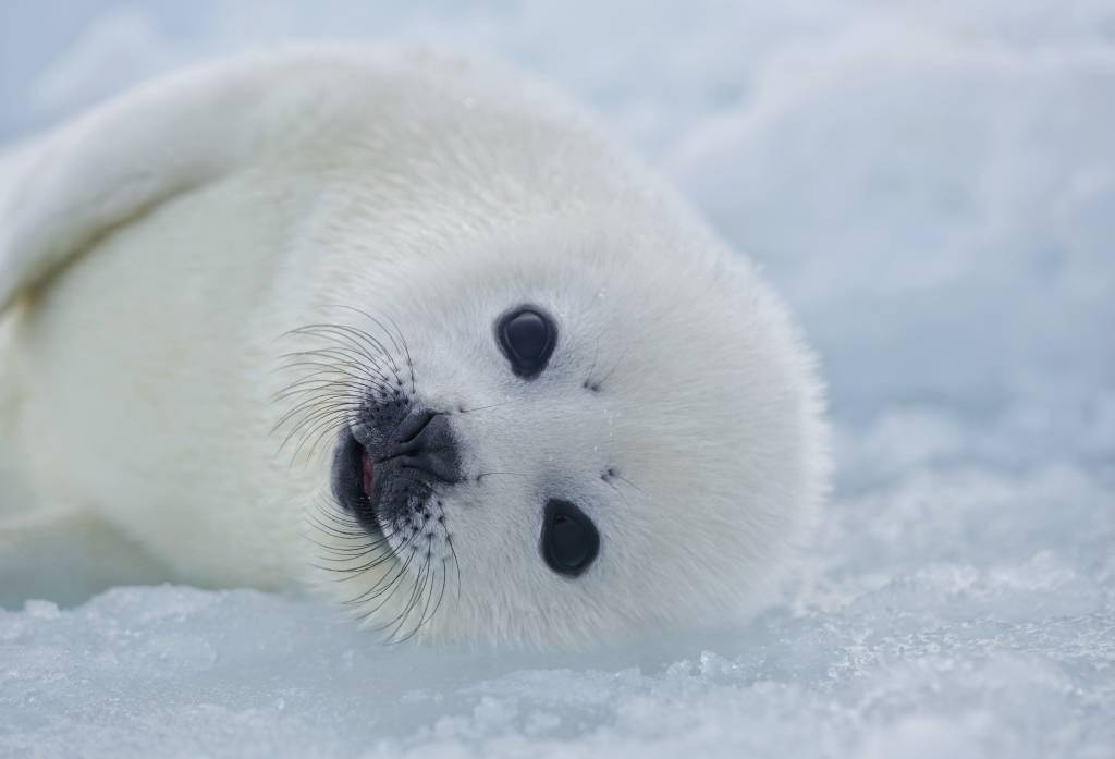 萌翻了！让人忍不住想抱抱的海豹宝宝