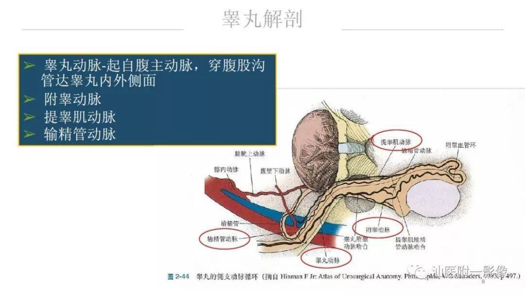 睪丸病變知多少_病例_圖片_汕醫