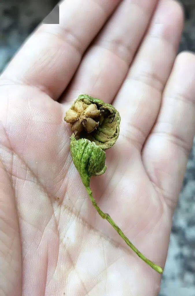 收获 欢喜_山楂_七叶树_灵芝