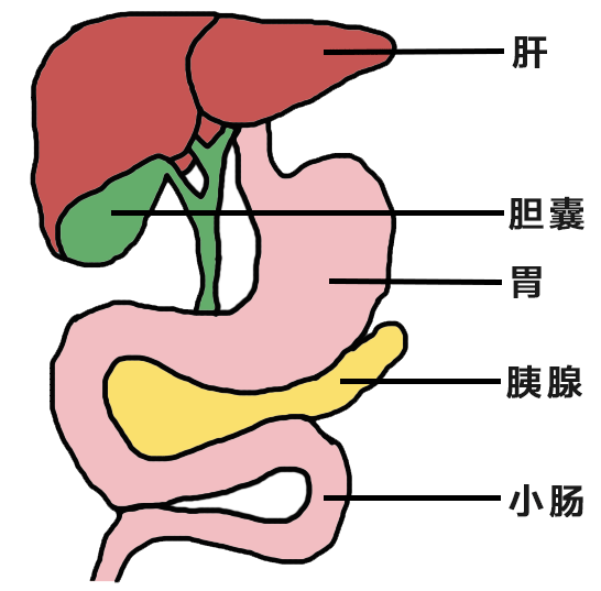 胆囊息肉b超图片图片