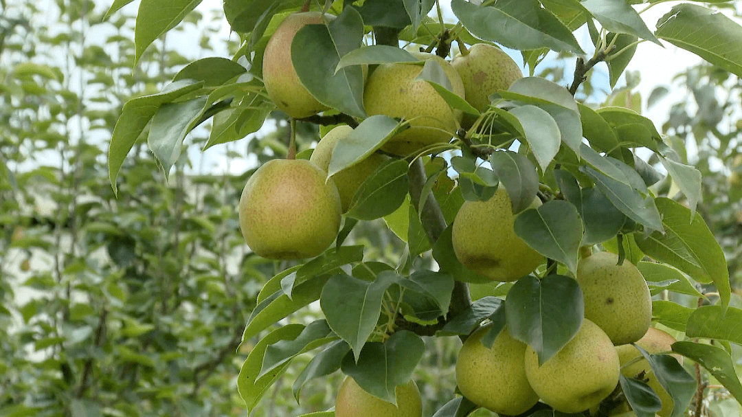 牛街镇:做优特色产业点"梨"成金_种植_发展_高原梨