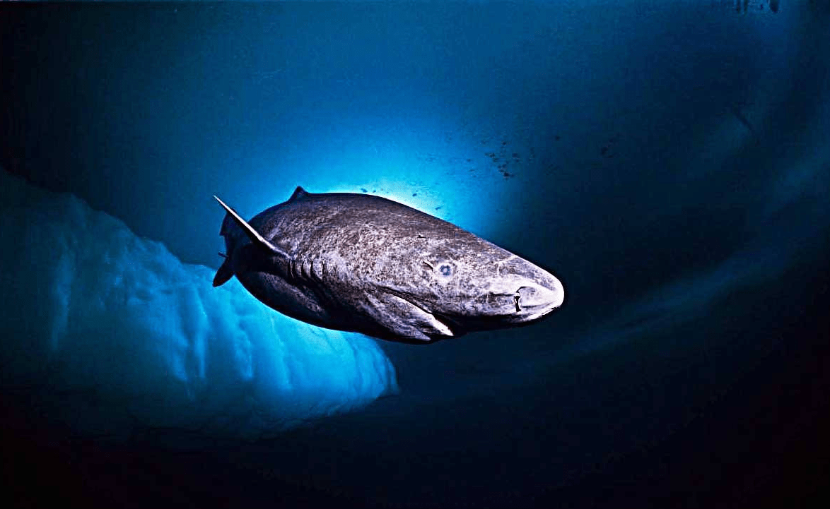 另一方面,格陵兰睡鲨本身就是一种文静的生物,它们不喜欢到处探险