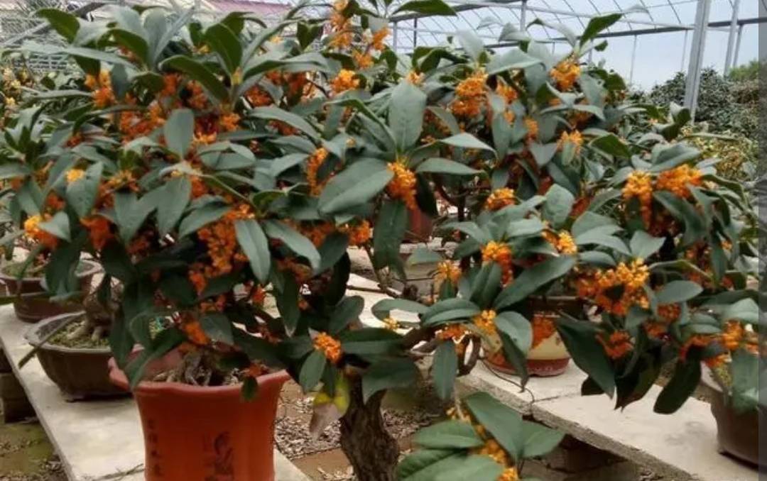 8月养桂花 花盆里埋1种肥 开花繁多 香味浓郁 花苞 时候 光照